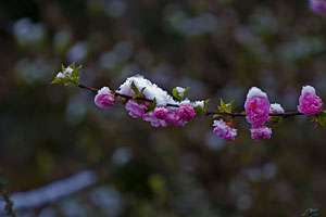 Ce 20 mars 2007 , les arbres taient en fleurs .... et la neige s'est mise  tomber ! Un petit saut au centre de Clermont pour aller voir ce qu'il en est !